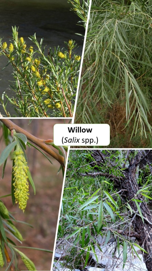 Seep Willow Or Willow Species Sky Island Alliance