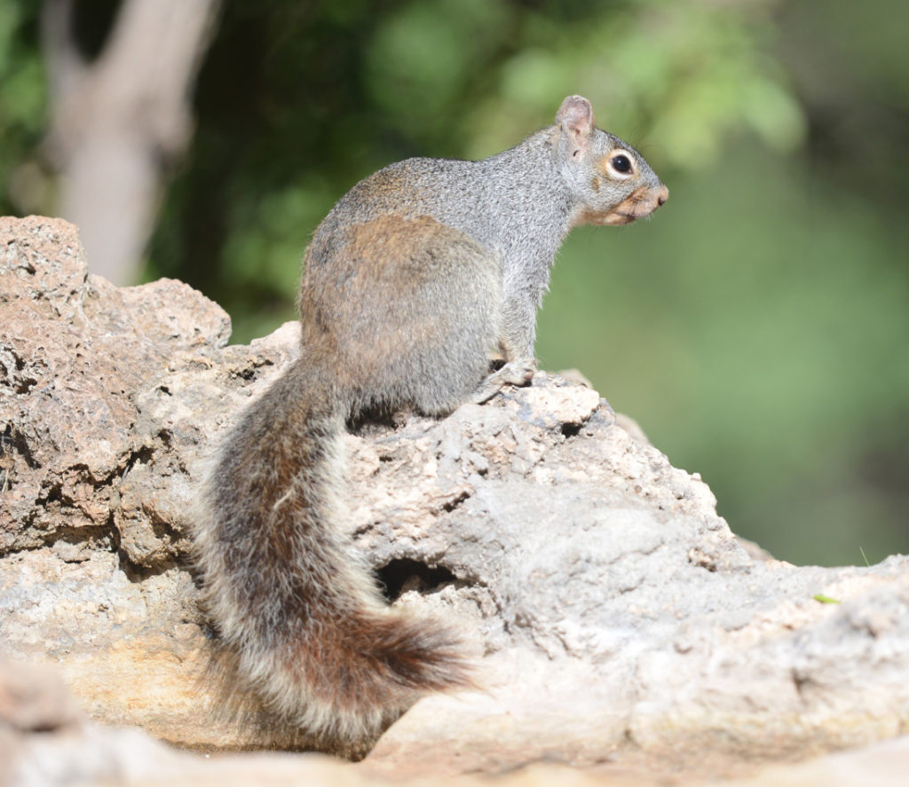 Rock Squirrel or Gray Squirrel? - Sky Island Alliance