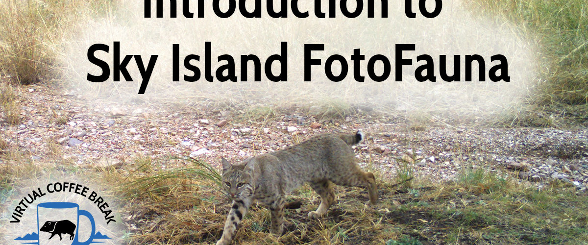 Introduction to Sky Island FotoFauna