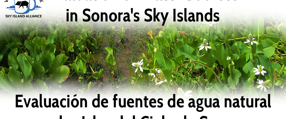 Evaluation of Water Sources in Sonora's Sky Islands / Evaluación de fuentes de agua natural en las Islas del Cielo de Sonora