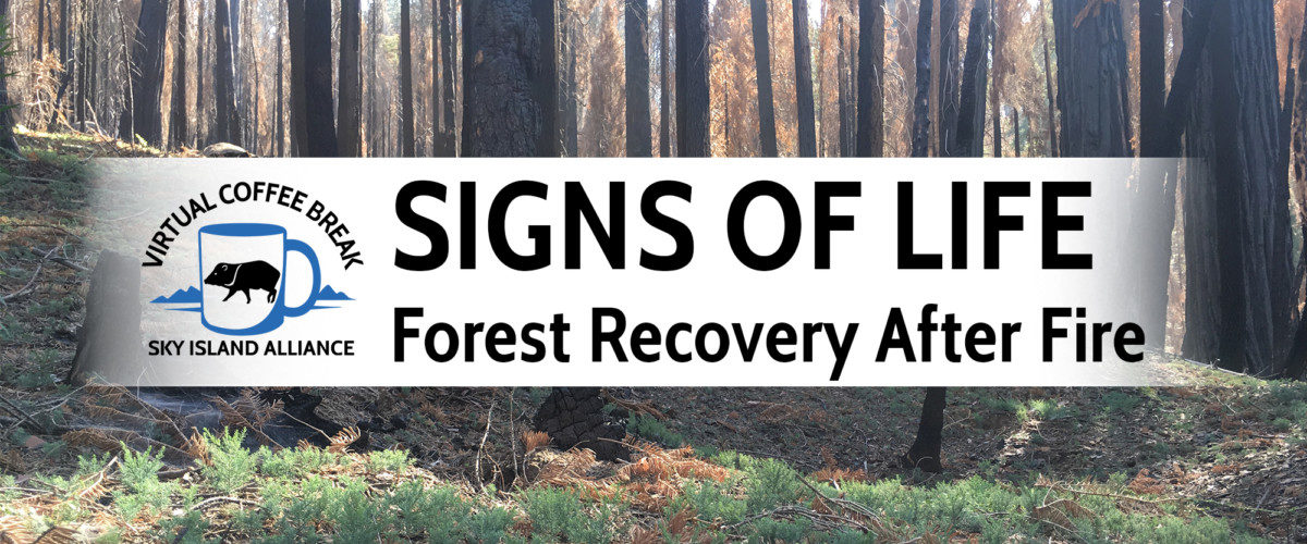 Signs of Life—Forest Recovery After Fire