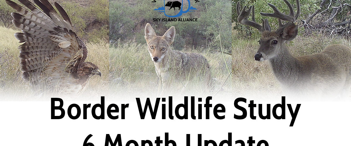 Sky Island Coffee Break: Border Wildlife Study 6 Month Update