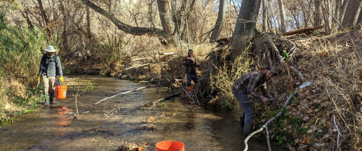 Aravaipa Canyon Vinca Removal: Feb 19 – 21