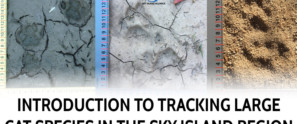 Introduction to Tracking Large Cat Species in the Sky Island Region