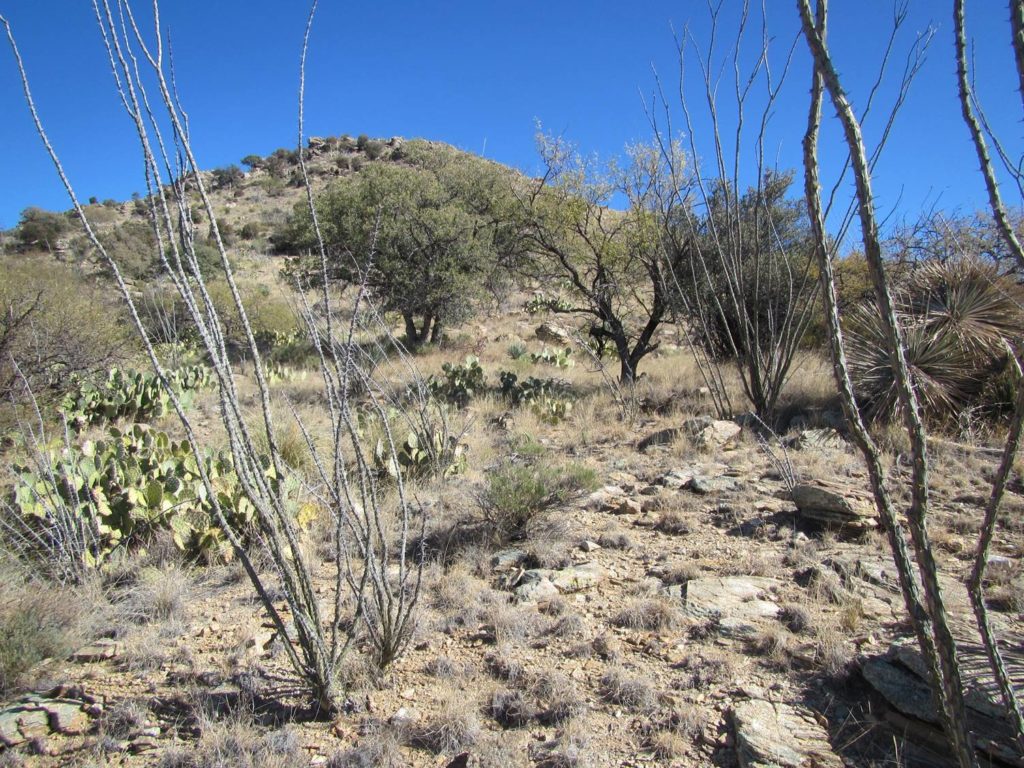 A photo looking uphill of ocatillo cacti, prickly pear cacti, and a few oak trees surrounded by shrub.