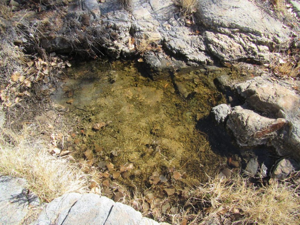 A photo of a puddle of slightly green water, surrounded by rocks and grass.