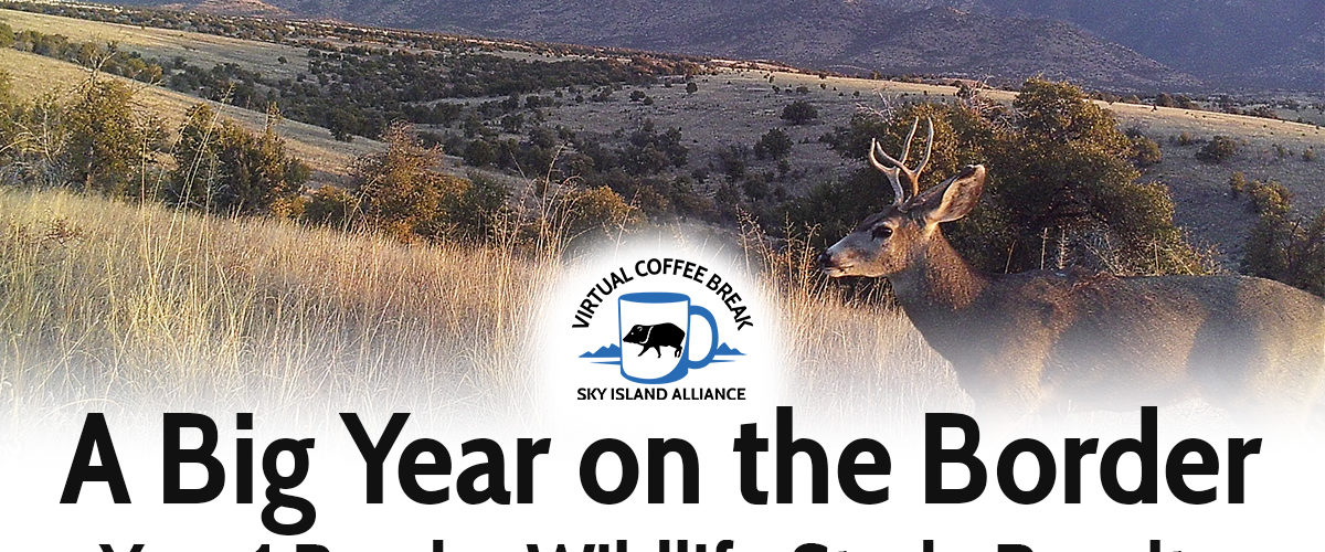 Sky Island Coffee Break: A Big Year on the Border—Year 1 Border Wildlife Study Results