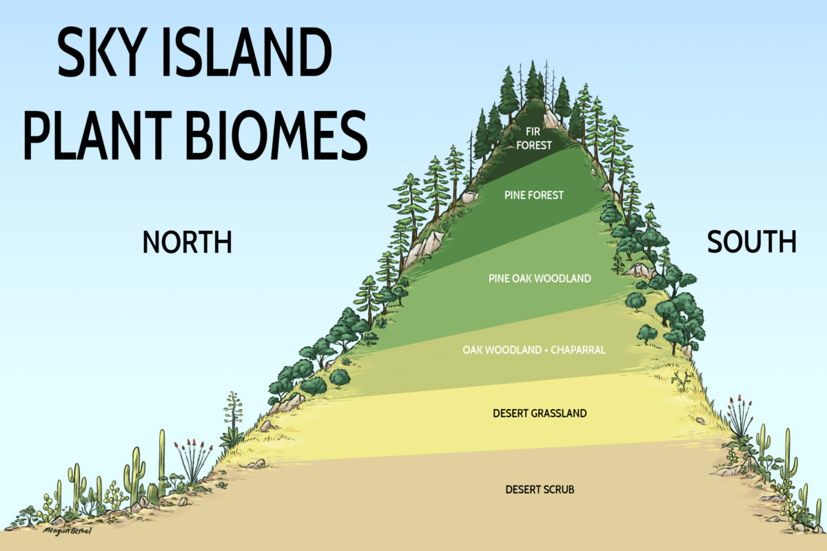 This image shows a digitally-created mountain and the various plants that grow on the north and south side of the mountain at different elevations.
