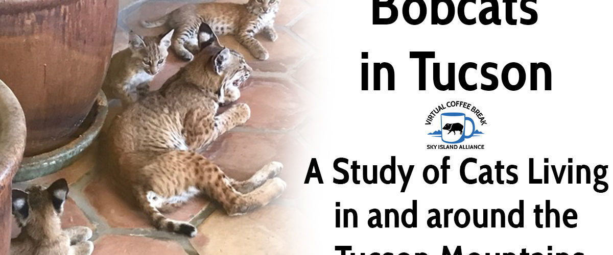 Bobcats in Tucson—A Study of Cats Living in the Urban/Wildlands Interface of the Tucson Mountains