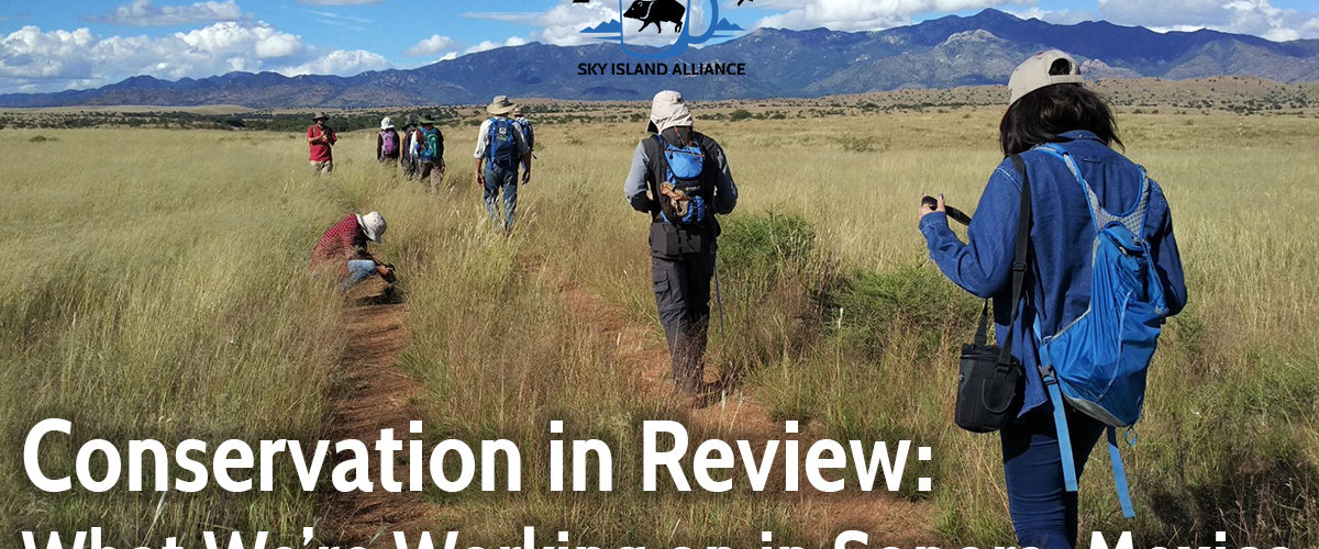 Conservation in Review: What We’re Working on in Sonora, Mexico