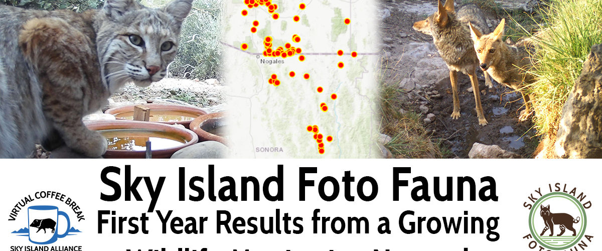 Sky Island Coffee Break: FotoFauna—First Year Results from a Growing Wildlife Monitoring Network