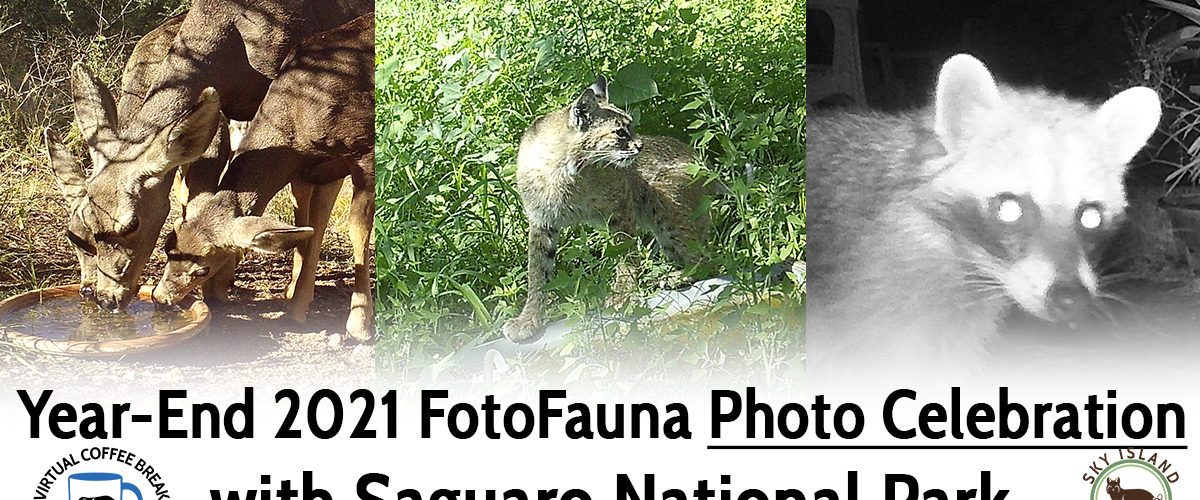 Sky Island Coffee Break: Year-End 2021 FotoFauna Photo Celebration with Saguaro National Park