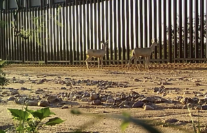 Deer stuck at border wall