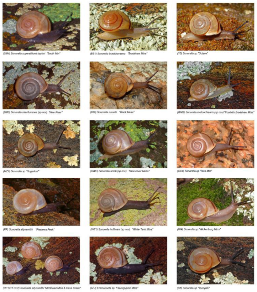 Snails of Arizona - Sky Island Alliance