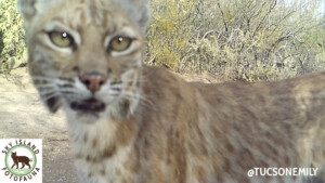 Este buen selfie de bobcat es fácil de encontrar en la fototeca de foto de mi casa FotoFauna. Está archivado en mi carpeta maestra de cámara WASH y en las subcarpetas de junio de 2020/Bobcat.