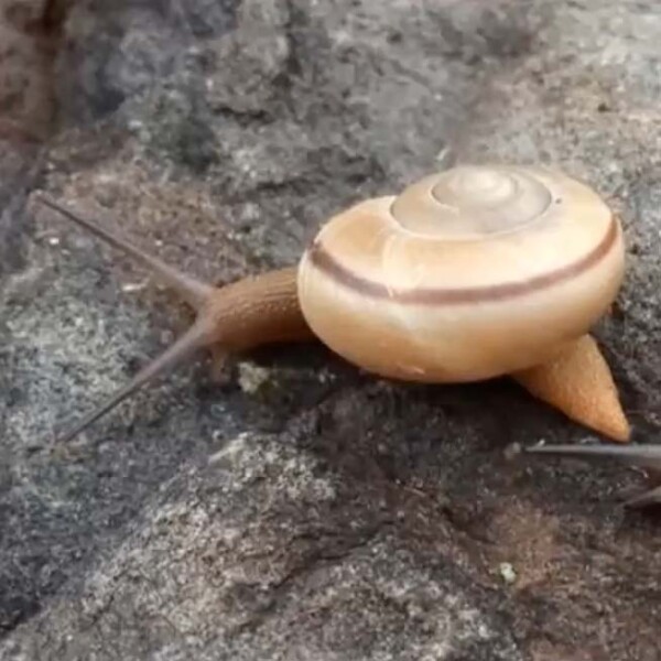 Snail