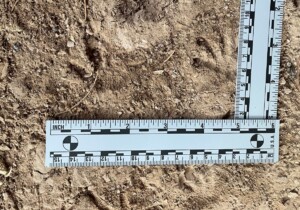 A close-up of two rulers in the dirt measuring the size of two gila monster footprints. They are each roughly 1.5 inches wide (4cm), 2 inches long (6cm), and are 1.5 inches (4cm) apart