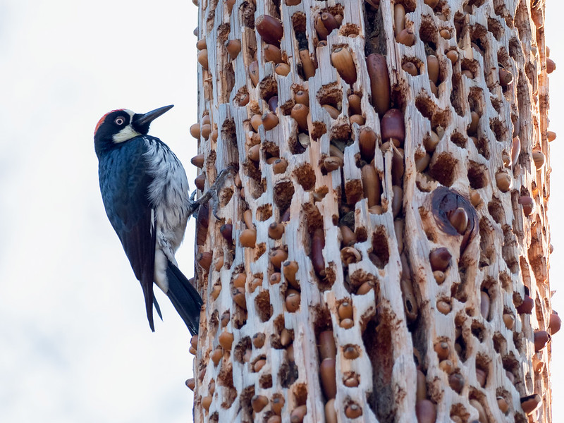 acorn woodpecker range