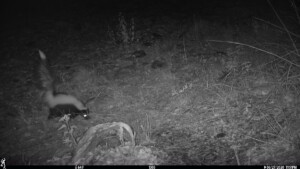 A picture from a nighttime, black-and-white camera of a fuzzy striped skunk with its tail sticking straight up. It sniffs at the ground, surrounded by grass.