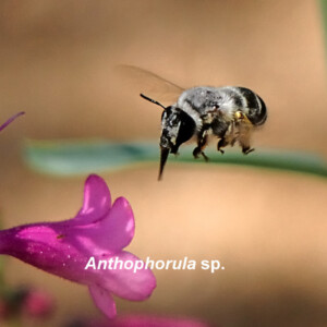 Anthophorula sp.