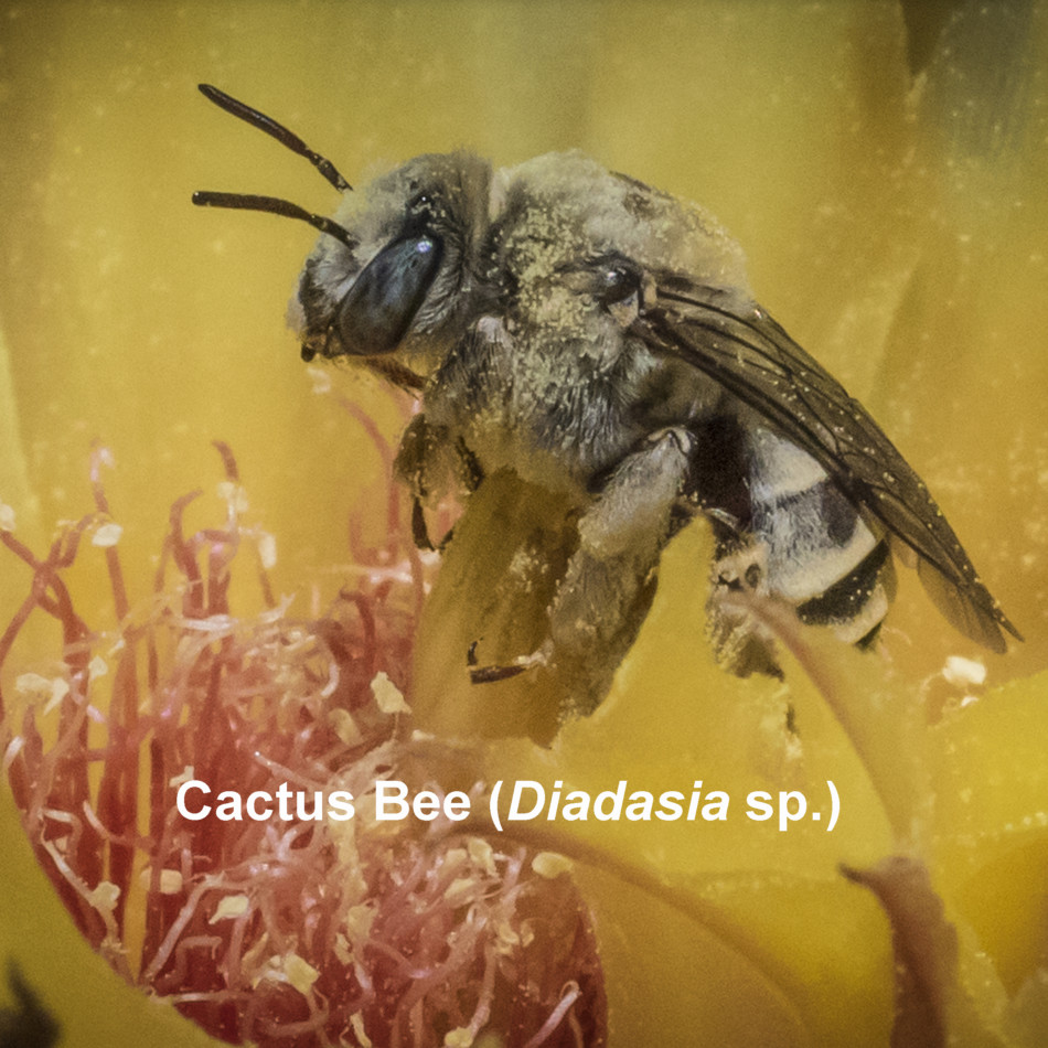 Cactus Bee (Diadasia sp)