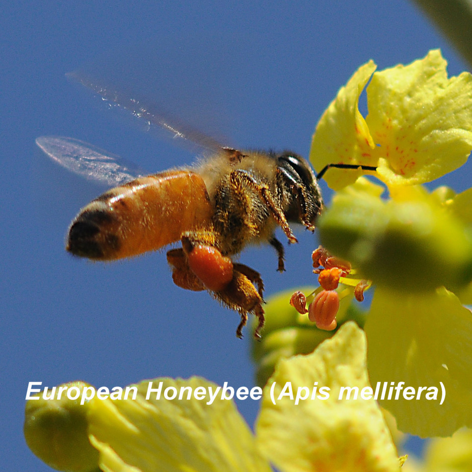 European Honeybee (Apis mellifera)