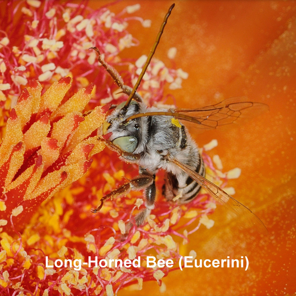 Long-Horned Bee (2) Eucerini