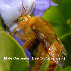 Male Carpenter Bee (Xylocopa sp.)