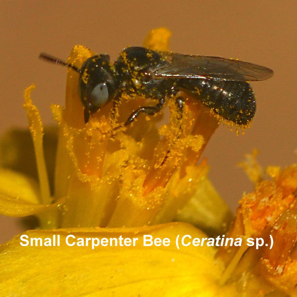 Small Carpenter Bee (Ceratina sp.)