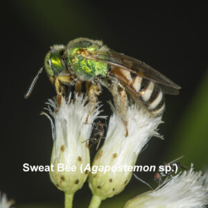 Sweat Bee -Agapostemon sp