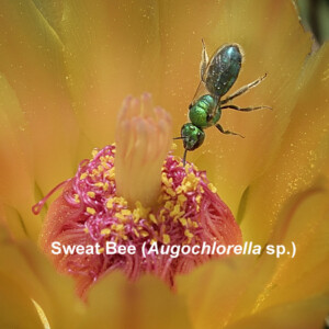 Sweat Bee-Augochlorella sp
