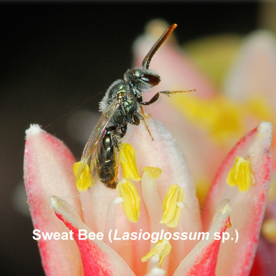 Sweat Bee (Lasioglossum sp.)