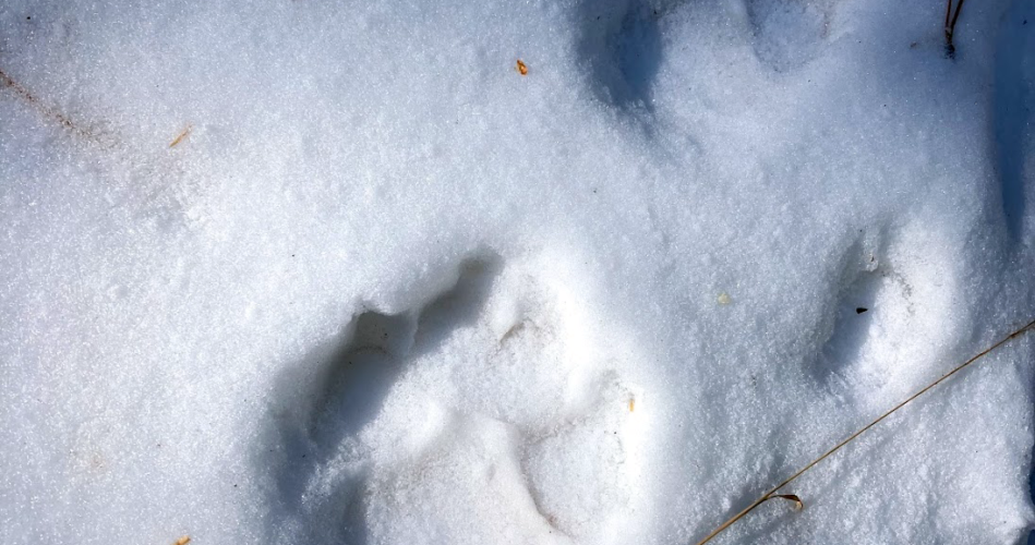Wildlife tracks