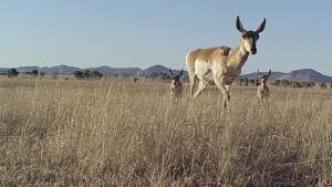 Pronghorn with calves