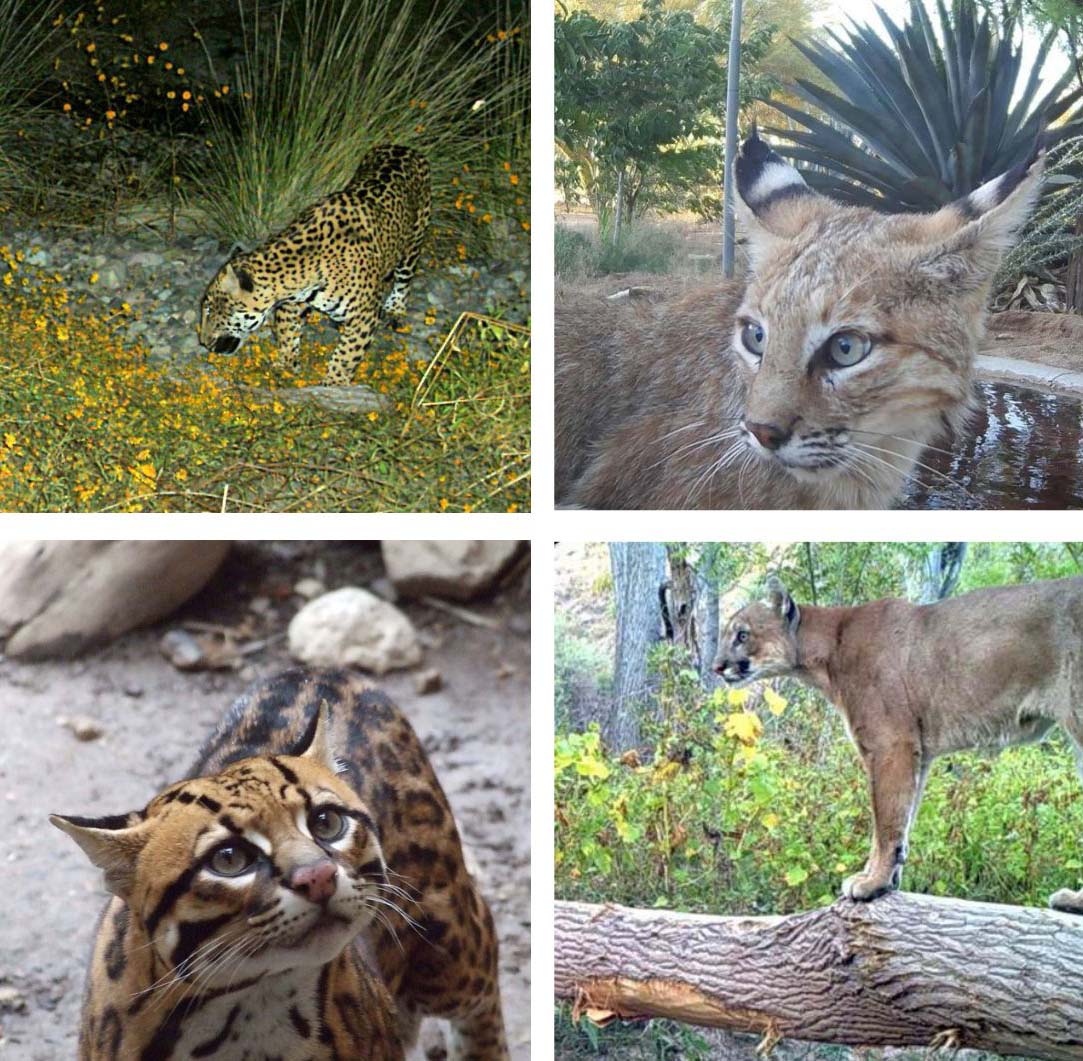 Collage of Arizona wildcats