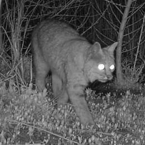 Bobcat at night
