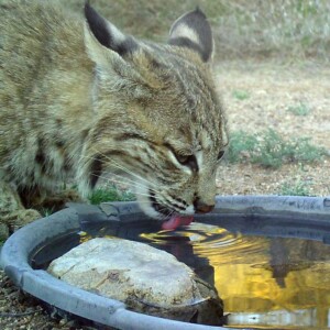 Bobcat lapping water
