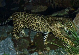 El Jefe the jaguar