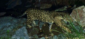 El Jefe the jaguar