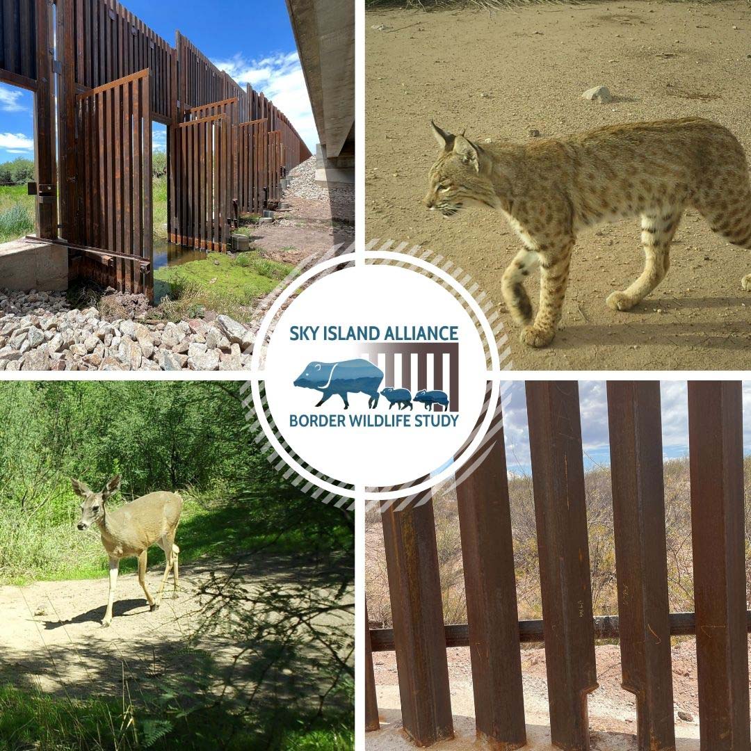 Border Wildlife Study
