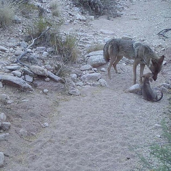 Coyote pup with parent