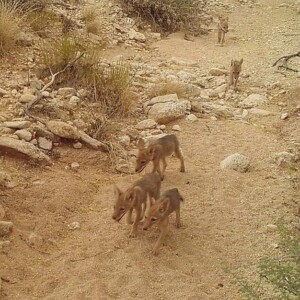 Coyote pups in wash