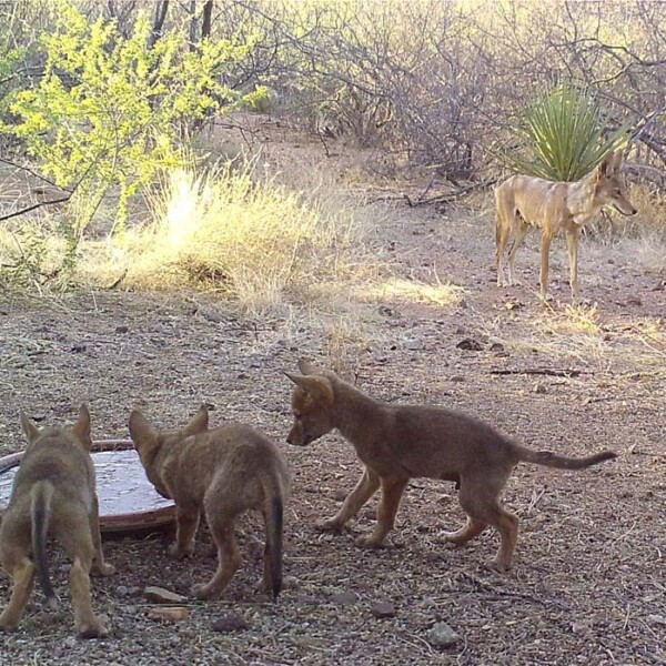 Coyotes drinking