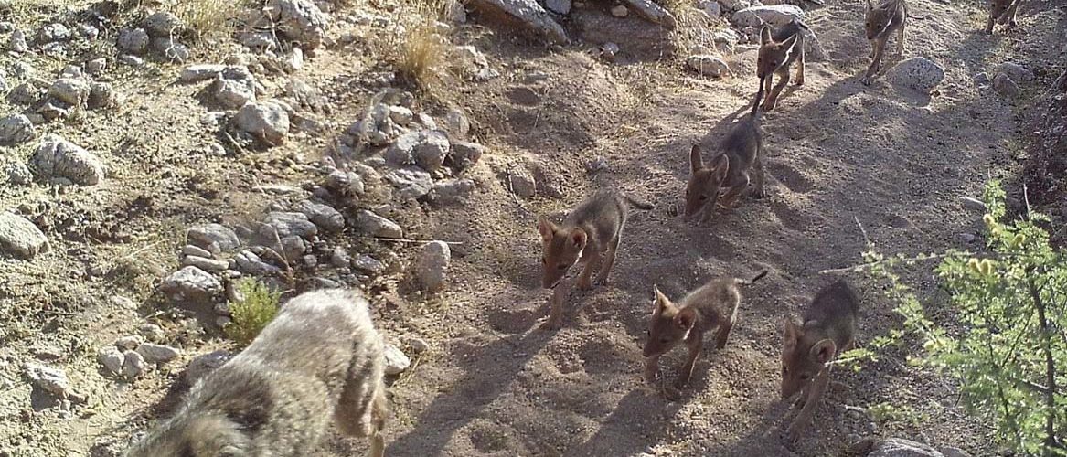 Coyotes in wash