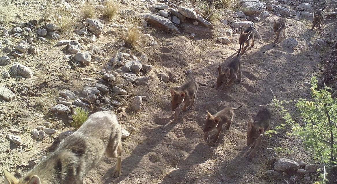 Coyotes in wash