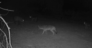 Coyotes hunting javelina
