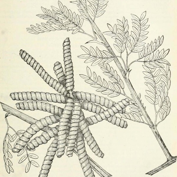 Screwbean mesquite illustration