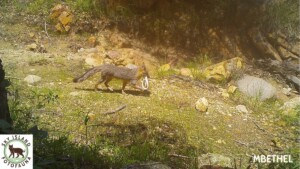 Gray fox with rattlesnake