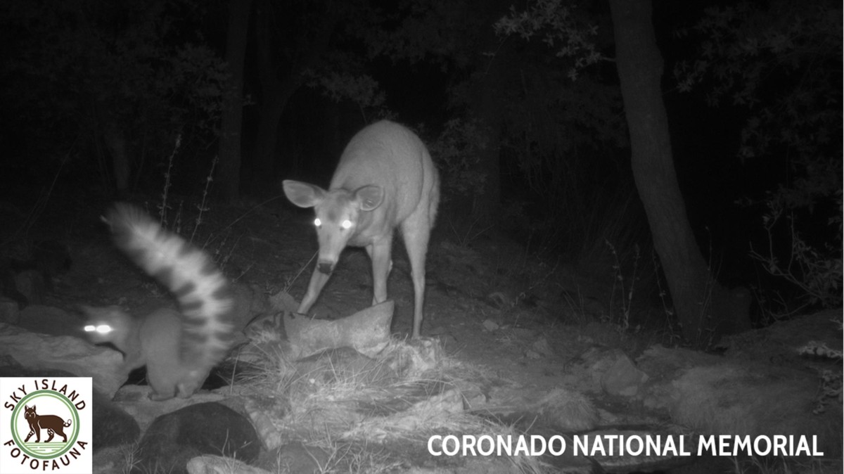 Ringtail with white-tailed deer