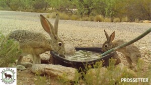 Black-tailed jackrabbit and cottontail